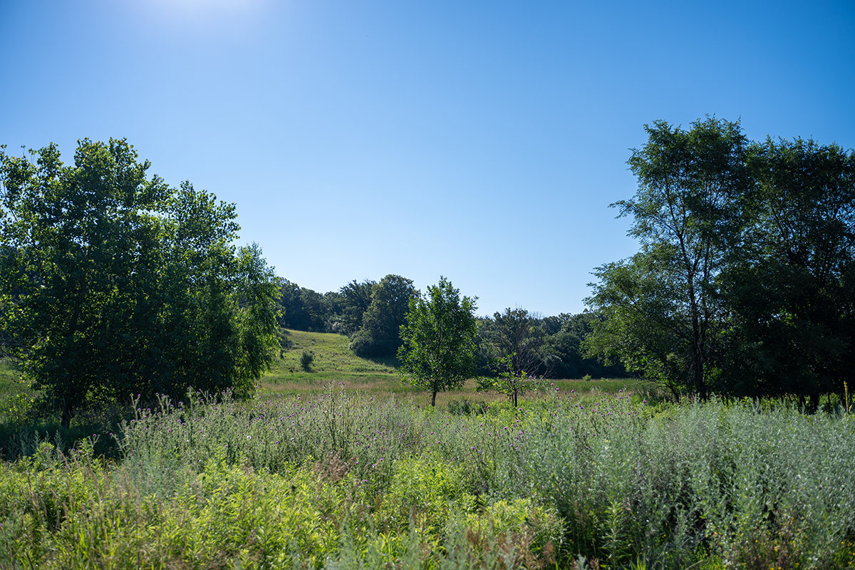 outside grassy wetland
