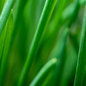 close up of grass