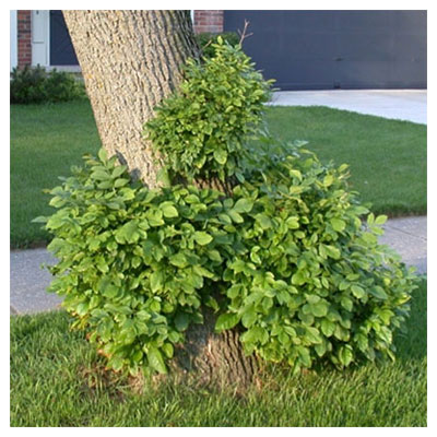sprouts growing from a tree base