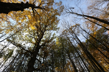 Looking up at the sky through tall trees