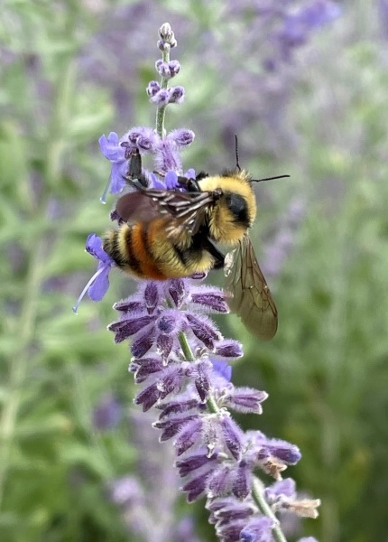 Bumble bee on purple flower