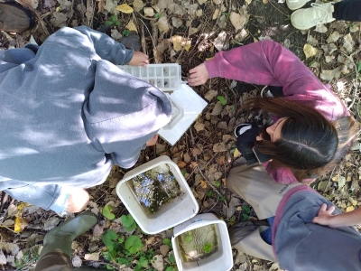 Two people kneeling over trays of water