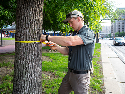 A man measuring tree with tape measure wrapped around tree at chest height
